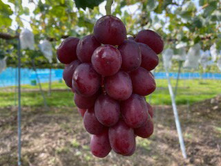 【ふるさと納税】信州伊那産ぶどう　クイーンルージュ(R) (1.0kg以上)【014-49】| 果物 フルーツ クイーンルージュ(R) 葡萄 ぶどう 甘い 種無し 長野県 伊那市