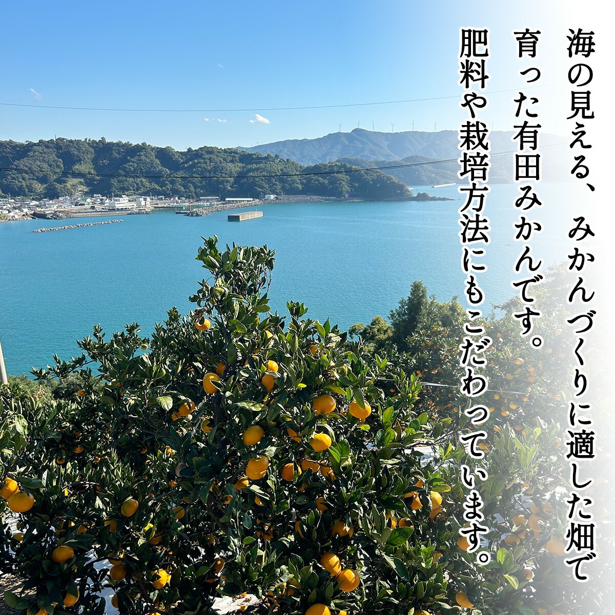 DZ6237_家庭用 訳あり 有田みかん 和歌山 2S～Lサイズ混合 約3kg