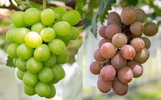 シャインマスカット入り 完熟ぶどうお任せ詰め合わせセット 1kg 【水間ぶどう園】先行予約＜16-3a＞