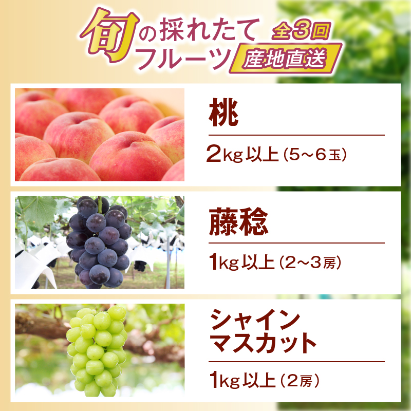 【定期便】旬の採れたて3回定期便（桃・藤稔・シャインマスカット）【2026年発送】（HO）C9-413