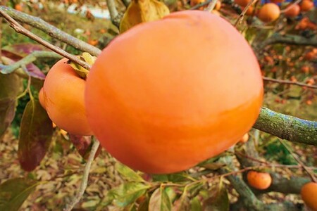 青果市場厳選 「冷蔵」あま柿＜2026年1月から発送開始分先行予約＞(柿 かき カキ 果物 フルーツ 冷蔵 あま柿)【B-211】