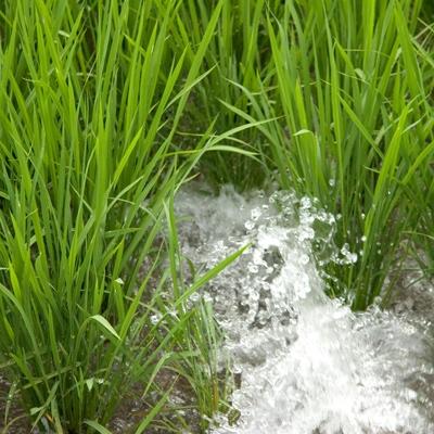 ふるさと納税 長浜市 滋賀県産 低農薬栽培 ミルキークイーン 玄米10kg 令和7年産 |  | 02