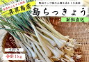 【ふるさと納税】【鮮度抜群！土付き】喜界島産 島らっきょう　1kg