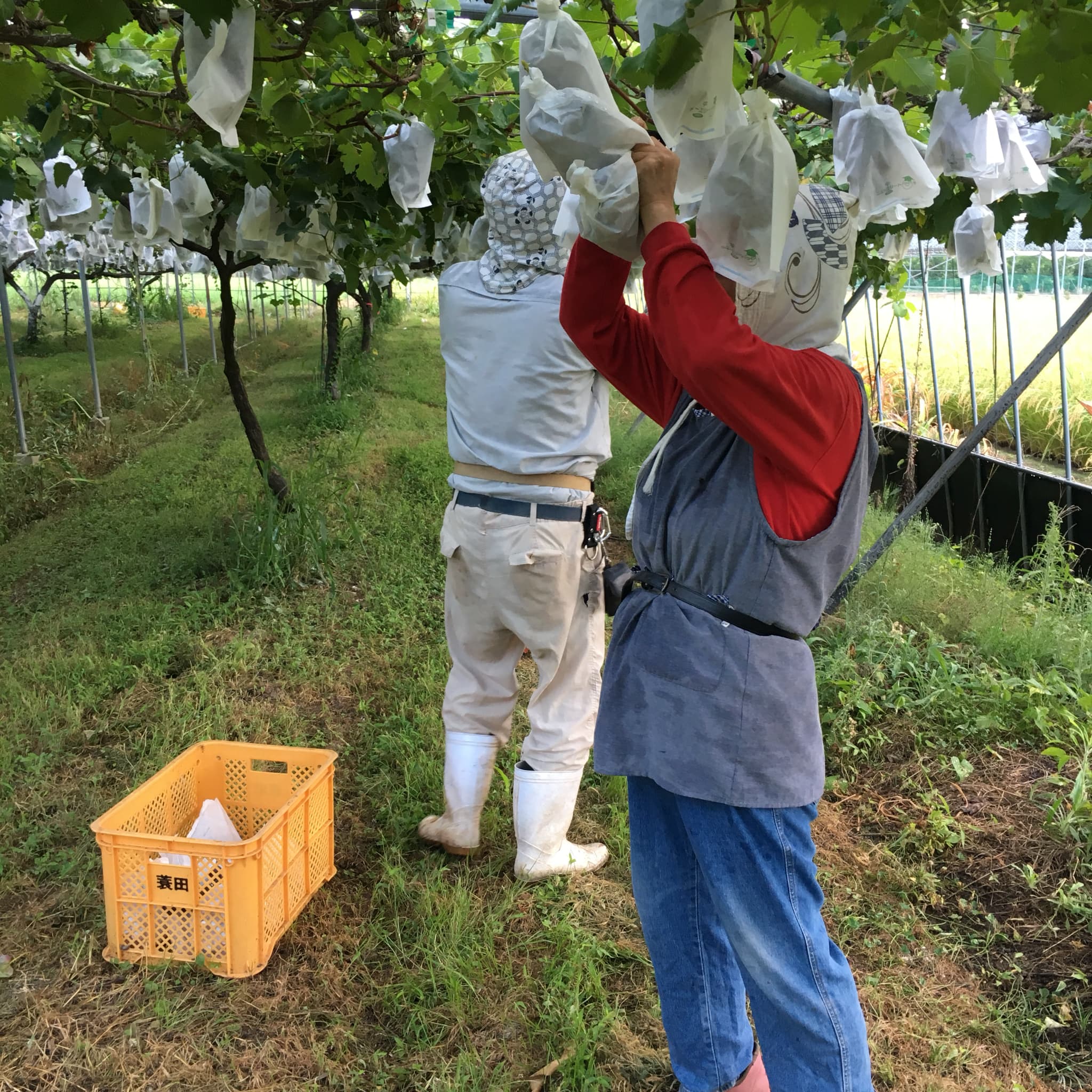 巨峰 きょほう 葡萄 ぶどう 約4kg 10房 【8月上旬～8月下旬発送予定】 みのだ観光農園 熊本県 宇城市産