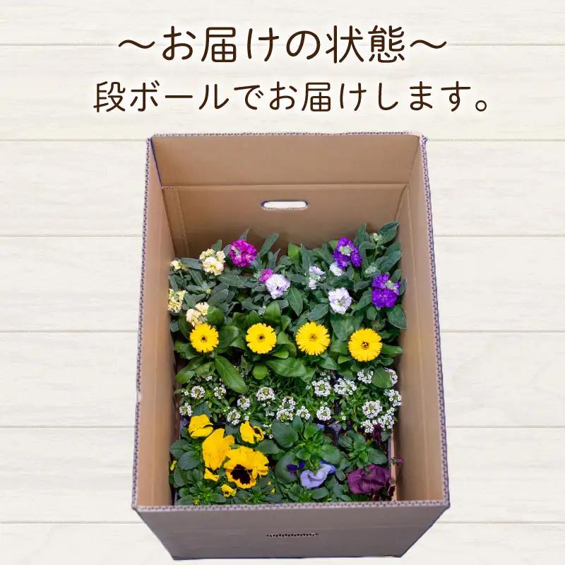 品種おまかせ 季節の花苗 24ポット 寄植え 花 