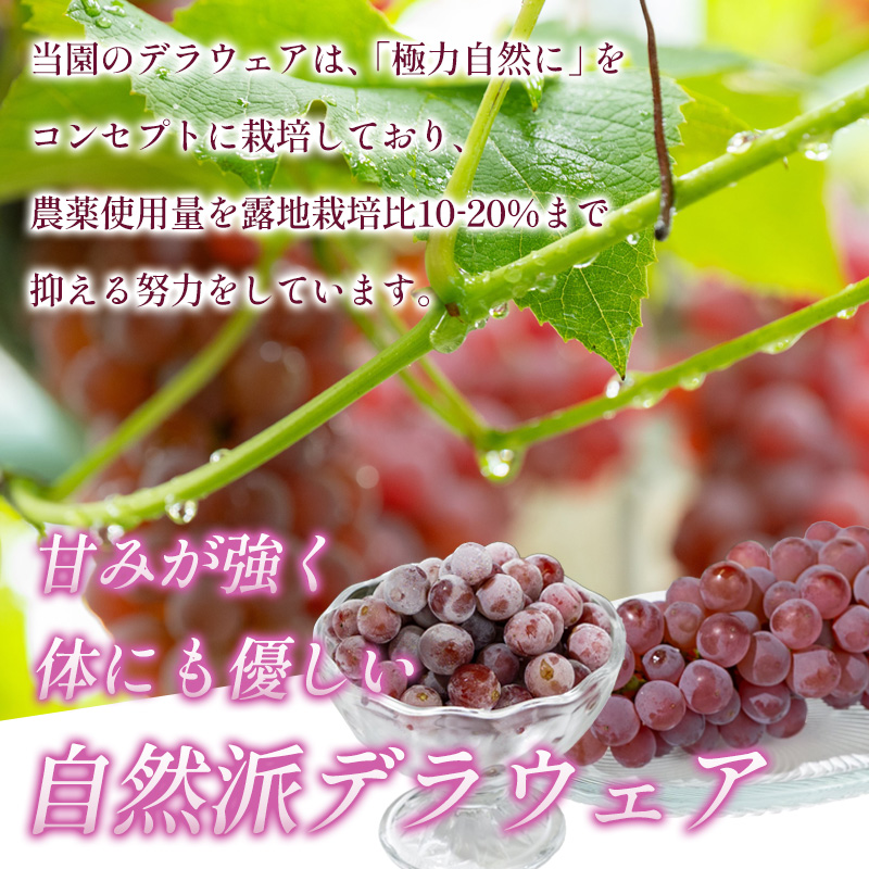 【月山 GASSAN】蔵王ナチュールデラウェア 山形のデラウエア TAKUMI ORCHARD 99% 贈答 L以上 約2kg 山形 山形県 山形市 フルーツ 果物 くだもの 送料無料 ぶどう 葡萄 