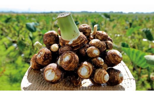 さといも「帛乙女（きぬおとめ）」 2L・5kg 五泉ブランド野菜 里芋 サトイモ 贈答用 新潟県 五泉市 五泉市園芸組織連絡協議会