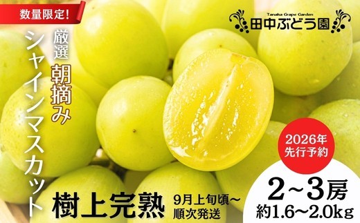 
            厳選朝採りシャインマスカット 約1.6～2.0kg（2～3房）シャインマスカット　ぶどう詰め合わせ ぶどう ブドウ 果物 フルーツ 田中ぶどう園 大阪 河内長野 マスカット 種なし シャイン
          