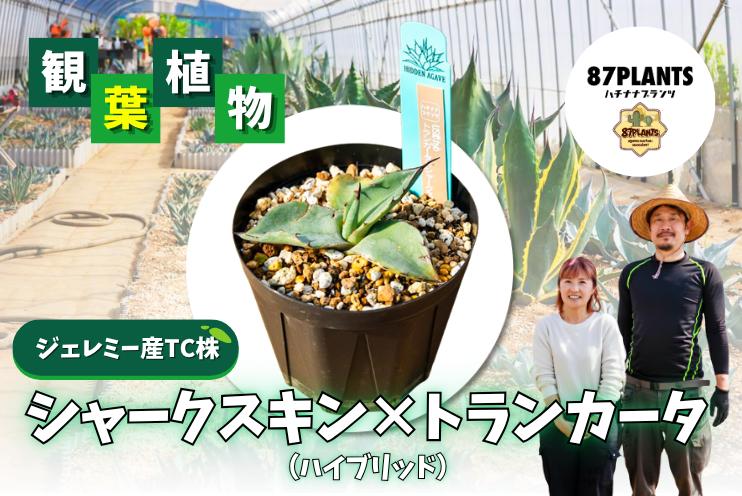 
                  ガーデニング 多肉植物 アガベ トランカータ×シャークスキン 園芸 花 フラワー 観葉植物 hidden agave ジェレミー産 ハイブリッド ふるさと納税 茨城県 鹿嶋市
                