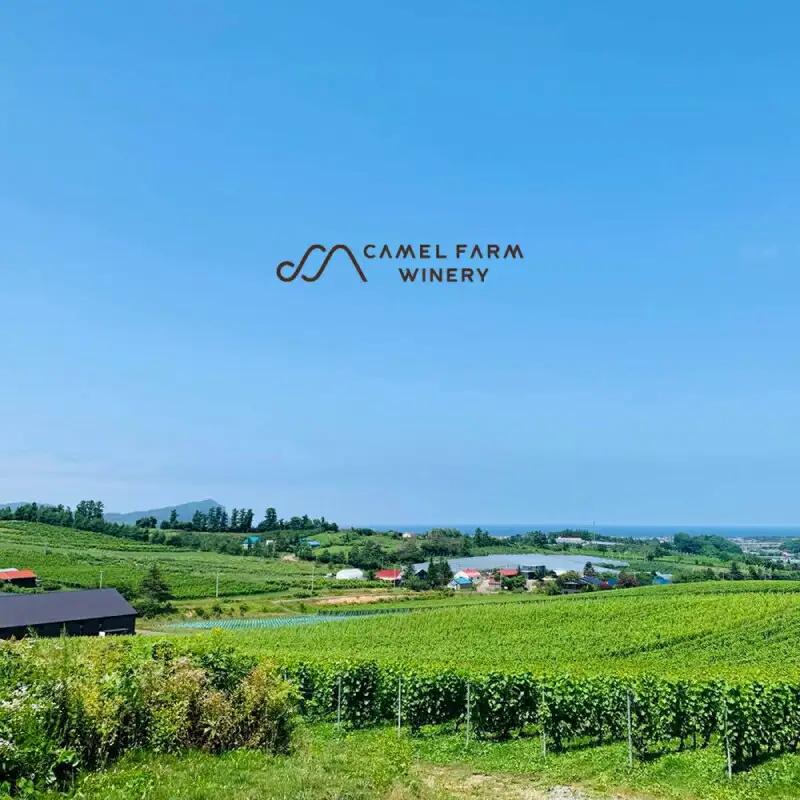 【数量限定】 ヨイチヌーヴォー レジェント 2023 【キャメルファーム】 余市 北海道 ワイン 赤ワイン ヌーヴォー ヌーボ 国産 キャメル カルディ おすすめワイン 余市のワイン 北海道のワイン 
