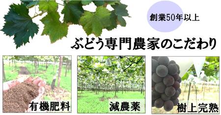 【農家直送（収穫日に発送）】種無し巨峰　◆約３ｋｇ（5～7房）