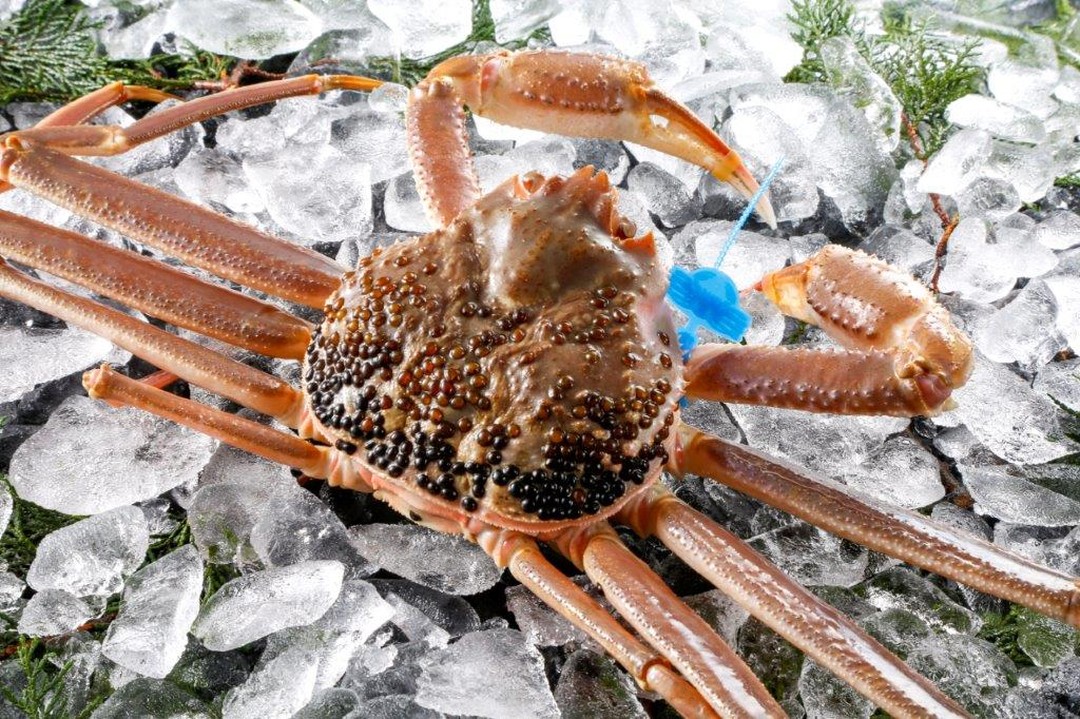 期間・数量限定 タグ付き 津居山産 松葉ガニ 1杯 / 活 900g～1kg / 新鮮 松葉がに 松葉蟹 ズワイガニ ずわいがに かに カニ 蟹 冷蔵 海鮮 お取り寄せ グルメ 兵庫県 豊岡市 津居山漁港 但馬漁業協同組合