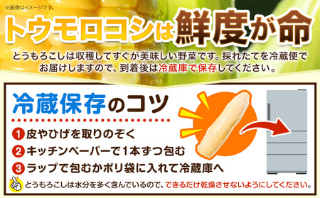 【先行予約】朝採り とうもろこし ビーナスコーン スイートコーン 10本 《8月上旬-8月末頃出荷予定》山下農場 バイカラー 大粒 コーン