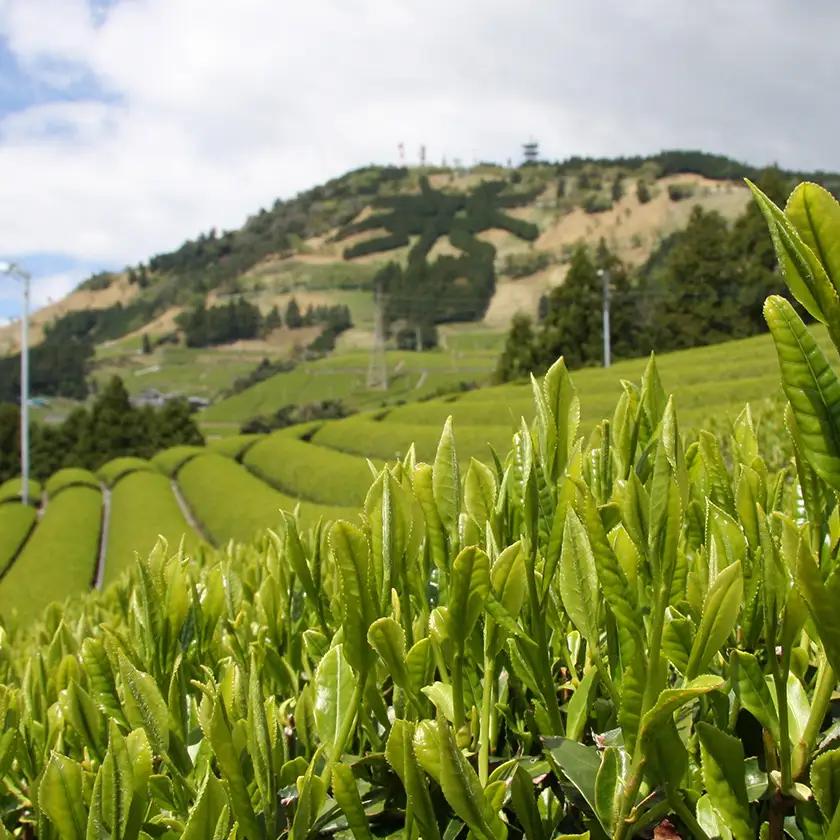 新芽の粉茶(深蒸し掛川茶)一番茶の新芽から摘み取られる香りの良い粉茶  200g×5袋 計1kg【配送不可地域：離島・沖縄県】【1661953】