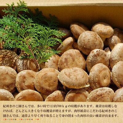 DM6003_最高級 肉厚椎茸 清流椎茸 1kg (200g×5パック)_イメージ3