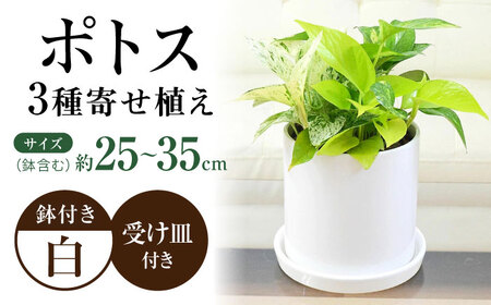 観葉植物ポトス 3種 円柱形 観葉植物 [ACYK039]
