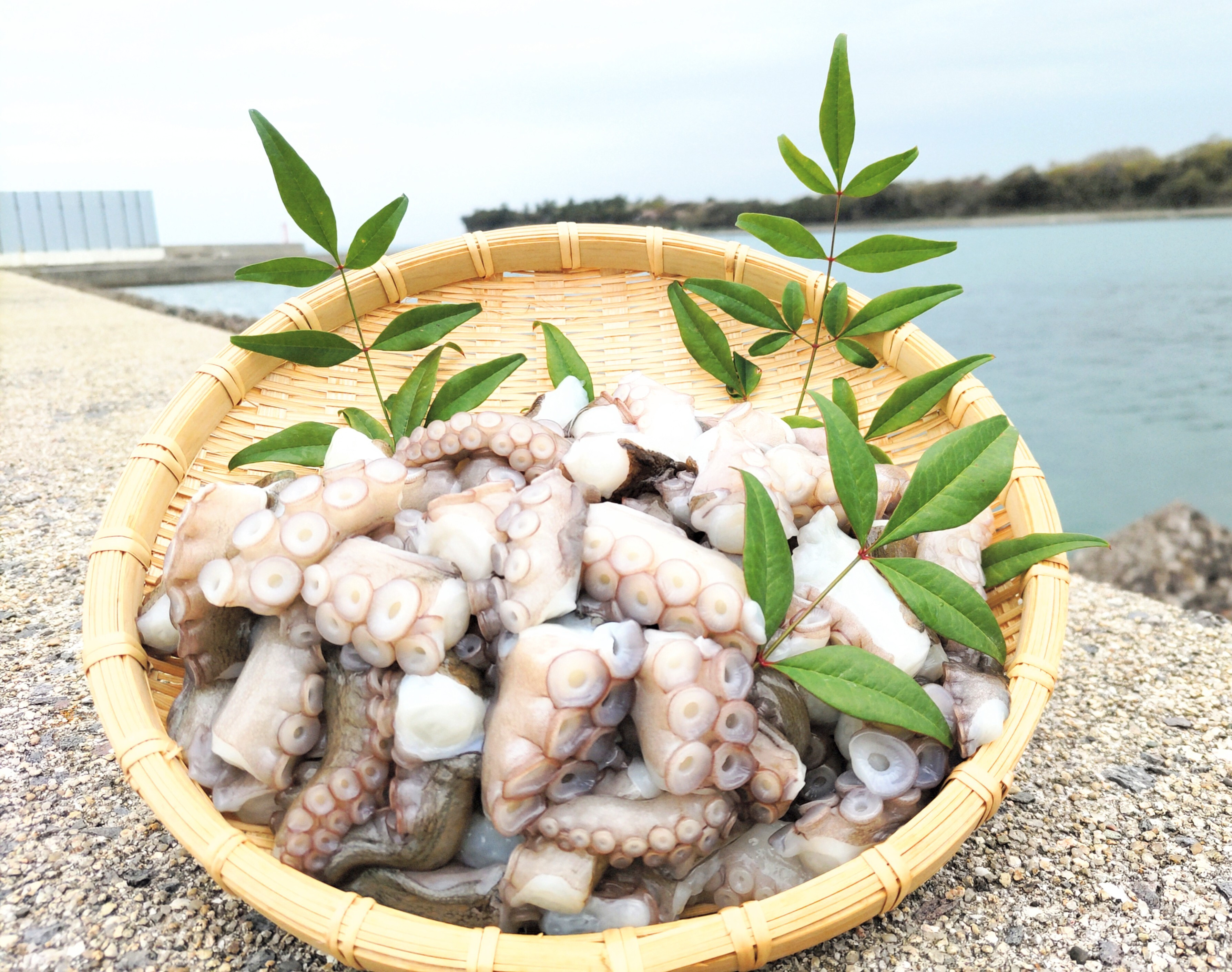 
                  岬だこブツ切り200g×3パック食べきりサイズ！
                