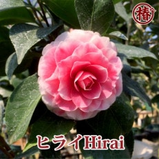 椿「ヒライHIRAI」接木18cmポット苗　新花コンテスト優勝品種