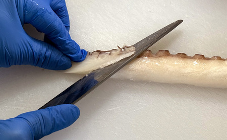 たこしゃぶ 170g 2人前 2枚 タコ しゃぶしゃぶ 海鮮 海鮮セット 兵庫県 洲本市 淡路島