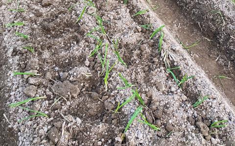 農家直送！【奈良農園】淡路島玉ねぎ ≪５kgサイズ色々≫