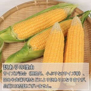訳あり とうもろこし きみひめ 約5kg 《 2026年6月中旬から発送 》
