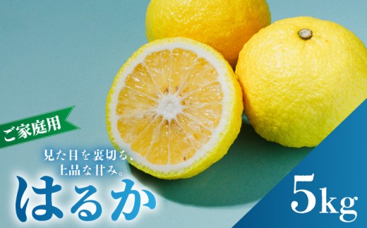 【2027年2月中旬から順次発送】はるか 5kg  家庭用  B品 |  みかん ワケアリ 訳あり 柑橘 果物 おすすめ お取り寄せ グルメ ギフト 期間 ご当地 愛媛県 松山市 蓮果園
