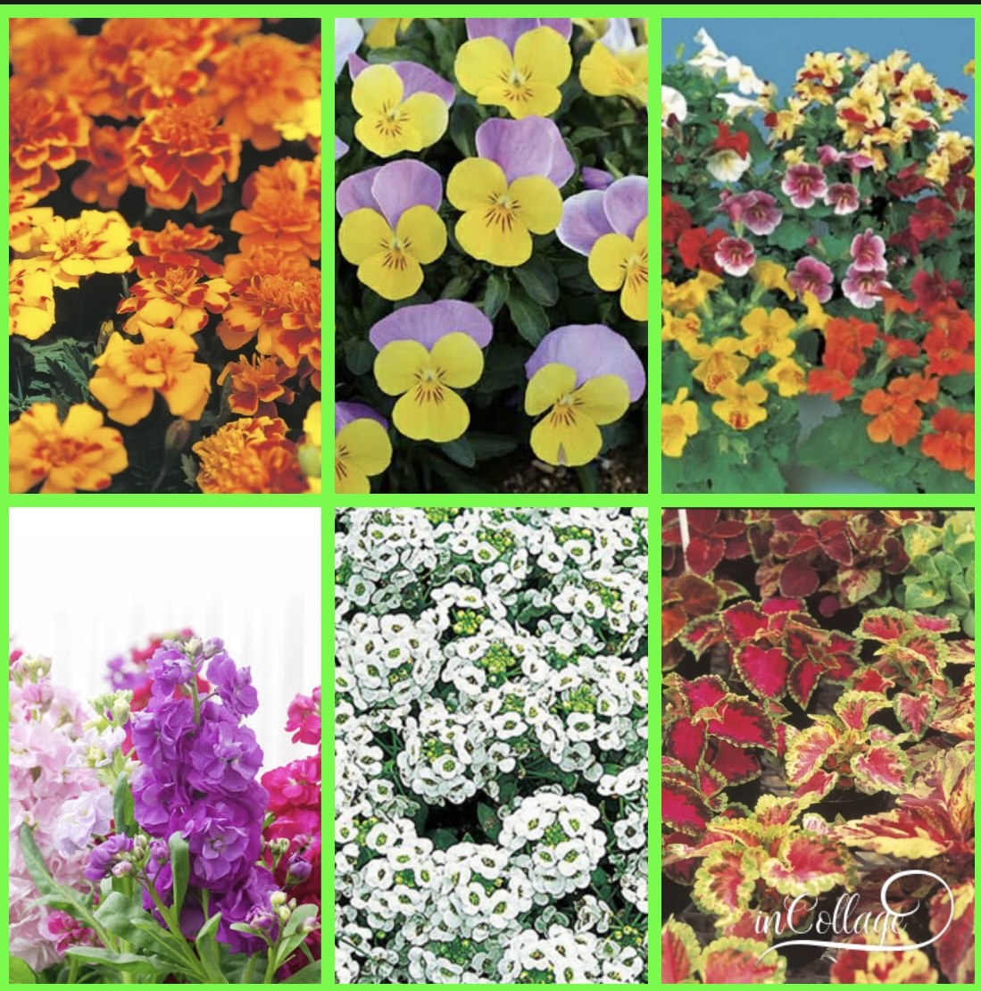 【ふるさと納税】 花苗1年草20苗 | 花 お花 フラワー 草 一年草 1年草 苗 ガーデニング ガーデン 兵庫県 上郡町