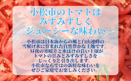 春トマト  40玉～48玉（約8kg）小松産 野菜 春とまと | 石川県 小松市【JAあぐり】