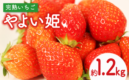 いちご 【 発送期間: 2025年2月から2025年3月】 約1.2kg 300g×4パック やよい姫  | いちご いちご いちご いちご いちご FN-SupportProject