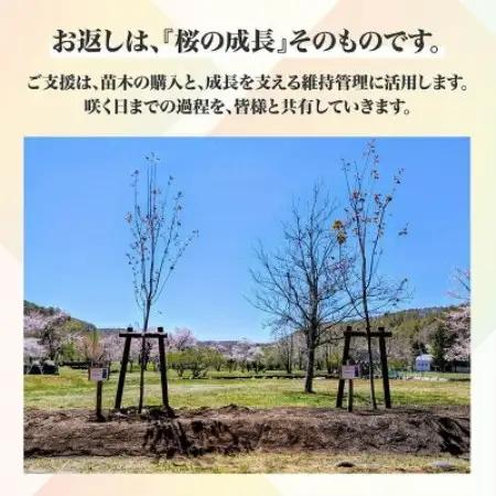 【返礼品なし】桜を雪害から復活させたい「日本一遅い桜まつり」応援寄附(1口1,000円)