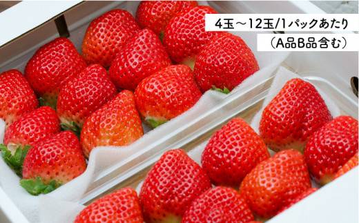 糸島の美味い あまおう 270g×2パック (A品B品含む３L〜５L) 糸島市 / 磯本農園 / TANNAL [ATB003] あまおう 果物 フルーツ ストロベリー グルメ パフェ ケーキ パンケ