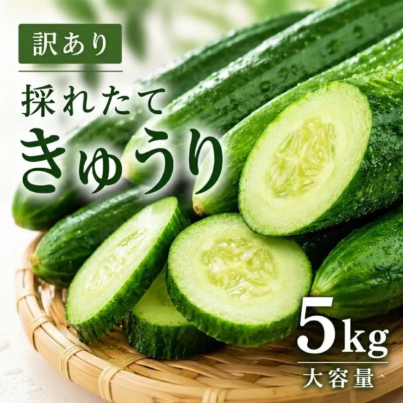 先行予約 訳あり きゅうり 5kg 野菜 新鮮きゅうり