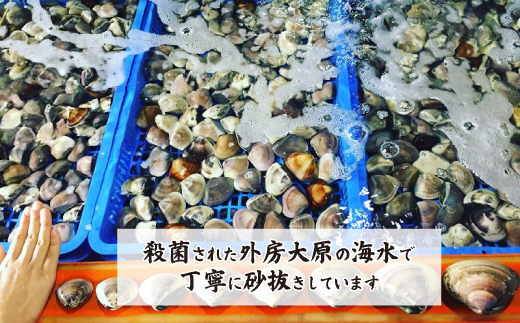 プロも認める活はまぐり 国産 天然 約5.4kg 千葉県 九十九里産【配送不可地域：離島・沖縄県】