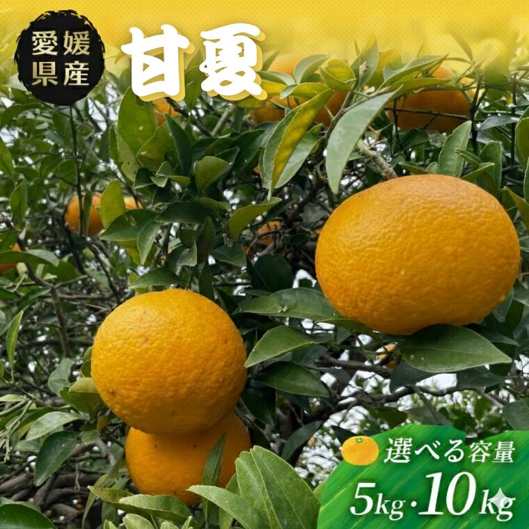 【ふるさと納税】みかん 愛媛 甘夏 あまなつ 秀品 5kg 10kg 愛媛県 四国中央市産 品種厳選 送料無料 果物 フルーツ