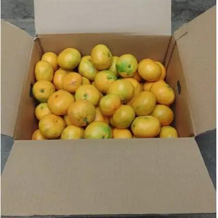 〈先行受付〉有田・庄助みかん約3kg(家庭用品・サイズ混合)【1588754】