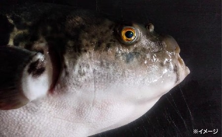 熟成とらふぐ【冬の王】(二人前)　配送：2月28日まで