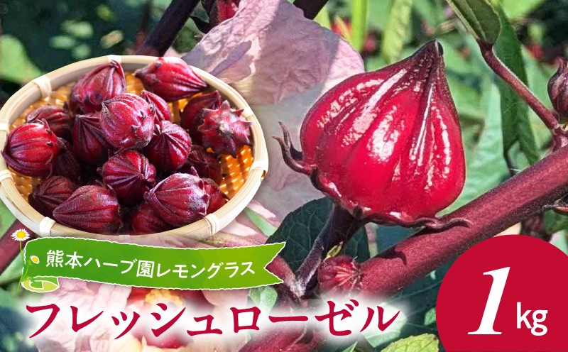 
                  熊本ハーブ園レモングラス　フレッシュローゼル(1kg)_U42-0020
                