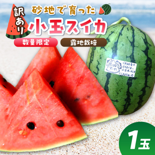 【先行予約／数量限定200】にしまるスイカ 訳あり 1玉入り（露地栽培）（2026年7月中旬から発送）【フルーツ 果物 数量限定  小玉 甘い ジューシー 京都 ふるさと納税 すいか スイカ 西瓜】