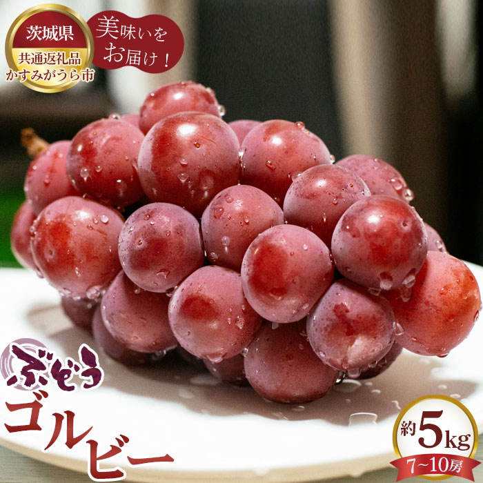 【ふるさと納税】【先行予約】ぶどう　ゴルビー　約5kg（7～10房）【茨城県共通返礼品 かすみがうら市】 ／ ブドウ ぶどう 葡萄 フルーツ 果物 送料無料 茨城県 No.618