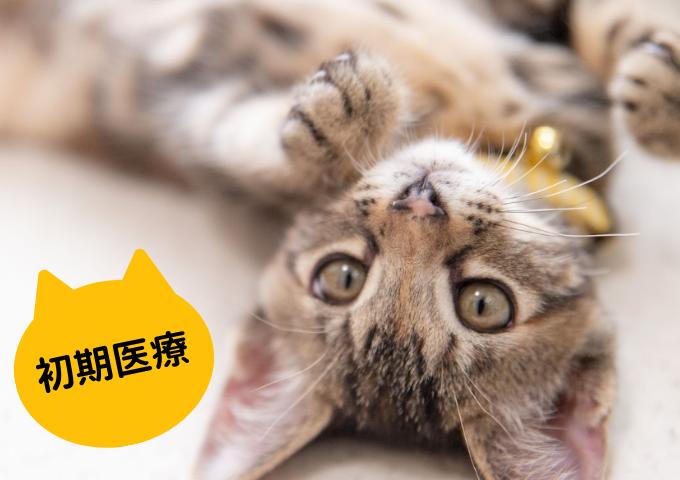 
                  【返礼品なし】ニャンコに医療をプレゼント 保護猫支援（初期医療）①
                