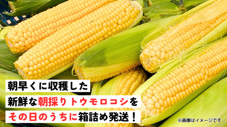 【 先行予約 2025年6月下旬以降発送 】【農家直送】 朝採り ！ トウモロコシ （ ゴールドラッシュ ）1箱 約 6㎏ （13～17本 入り） とうもろこし スイートコーン 産地直送 期間限定 甘