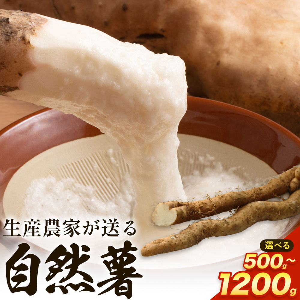 【ふるさと納税】自然薯 岡山県産 自然薯 選べる 500g~1200g 1~2本 Grapes garden goat 《11月中旬～12月末に出荷予定(土日祝除く)》 岡山県矢掛町 食品 野菜 山芋 自然薯