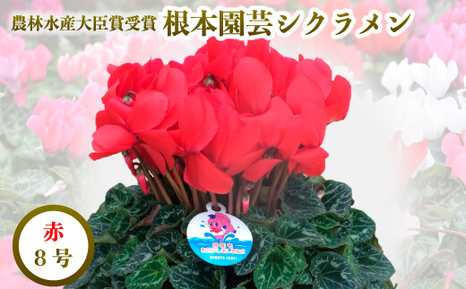 【2026年 先行予約】シクラメン レッド 8号 | 根本園芸 【53850-009-03】