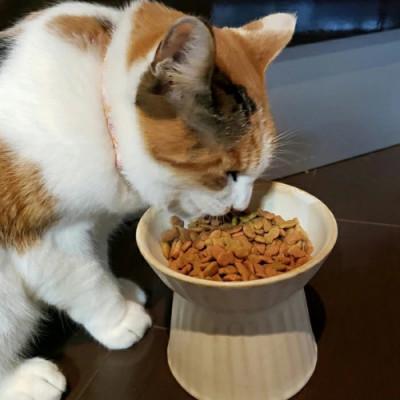 ふるさと納税 益子町 【益子焼】ねこ用フードボウル kinari ◆小型犬にも◆陶器 エサ皿 |  | 03