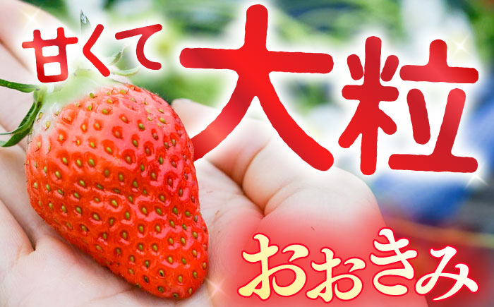 【大玉色鮮やか！】西海市産いちご「おおきみ」2kg（250g×8パック）＜武藤農園＞ [CFV005]