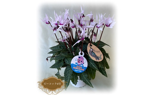 【2026年 先行予約】シクラメン ピーコック 4号鉢 | 花 お花 ガーデンシクラメン ピンク 4号 花ギフト フラワーギフト 鉢花 鉢植え ギフト プレゼント 贈答 農林水産大臣賞受賞 根本園芸 シクラメン