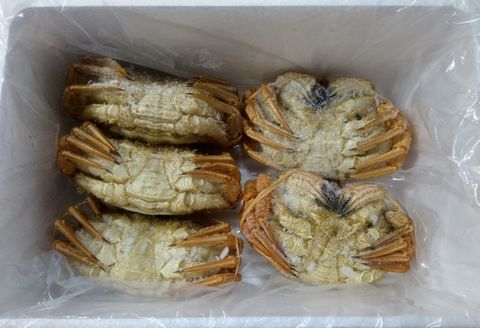 【北海道根室産】クリガニ200～250g×5～6尾(計1.2kg) A-57056