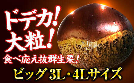 【先行予約】【9月下旬から配送開始】ドデカ生栗 3kg（約75個から90個） 愛媛県大洲市/有限会社西山青果[AGAR006] 栗 果物 