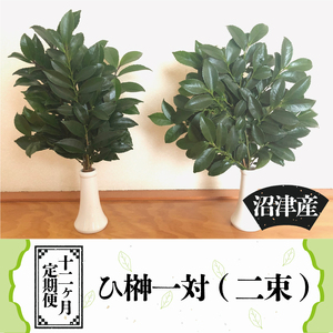 国産 榊 さかき 一対 2束 12ヶ月 定期便 神棚用 お供え 長持ち 榊