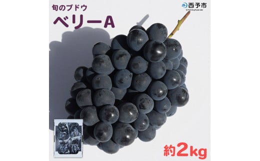 先行予約＜旬のブドウ「ベリーA」約2kg＞ 果物 フルーツ ぶどう 葡萄 甘い おいしい 期間限定 季節限定 食べて応援 特産品 愛媛県 西予市【冷蔵】